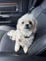 Found/Stray Female Dog last seen Walker street Holly Hill Fl, Holly Hill, FL 32117