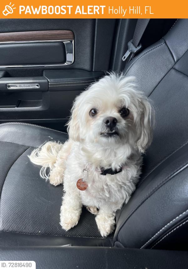 Found/Stray Female Dog last seen Walker street Holly Hill Fl, Holly Hill, FL 32117