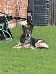 Found/Stray Unknown Dog last seen Westpoint Neighborhood, Fort Worth, TX 76108