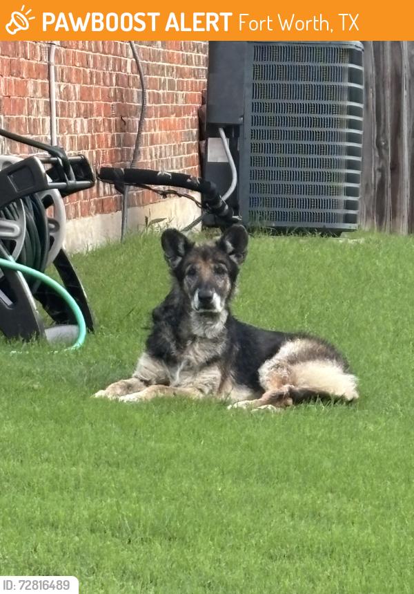 Found/Stray Unknown Dog last seen Westpoint Neighborhood, Fort Worth, TX 76108