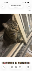 Lost Female Cat last seen Near Darren Ct N, Clearwater, FL 33760