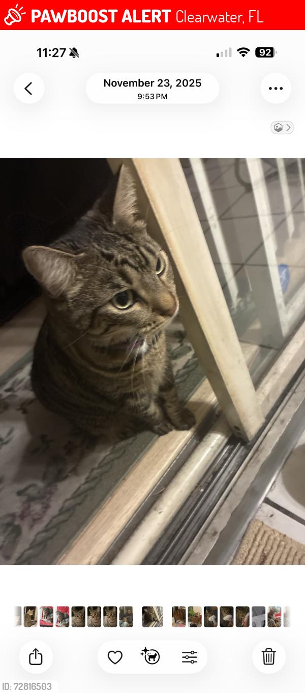 Lost Female Cat last seen Near Darren Ct N, Clearwater, FL 33760