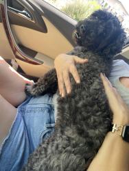 Found/Stray Male Dog last seen Between Engler and Santa Minerva, Las Cruces, NM 88012