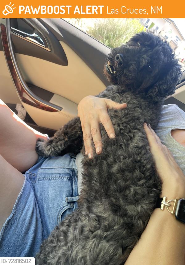 Found/Stray Male Dog last seen Between Engler and Santa Minerva, Las Cruces, NM 88012