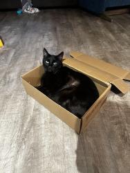 Lost Male Cat last seen Heritage Hills off William Penn street, Orange Park, FL 32073