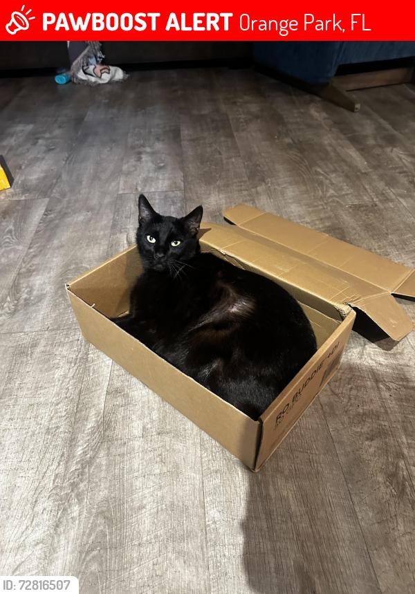Lost Male Cat last seen Heritage Hills off William Penn street, Orange Park, FL 32073