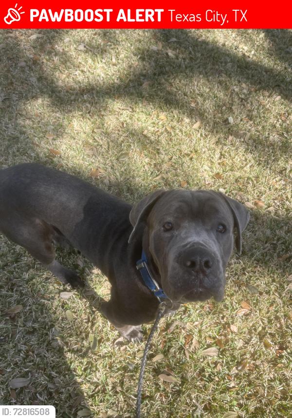 Lost Male Dog last seen Near Waterwall Ln Texas City, TX  77591 United States, Texas City, TX 77591
