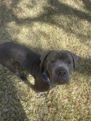 Lost Male Dog last seen Near Waterwall Ln Texas City, TX  77591 United States, Texas City, TX 77591