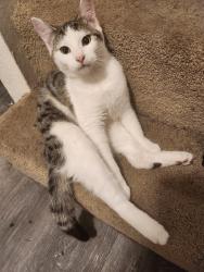 Lost Female Cat last seen Linderson way, tumwater High school, new market ss center, Tumwater, WA 98501