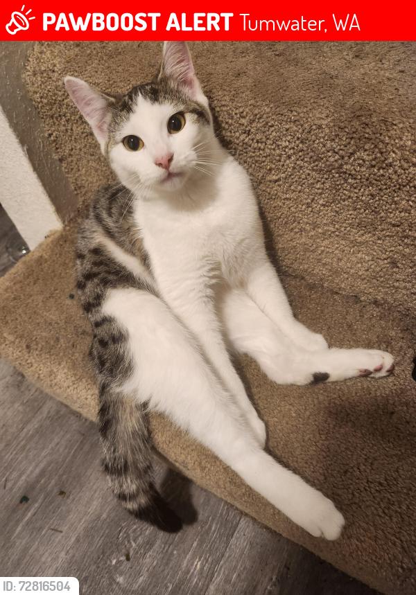 Lost Female Cat last seen Linderson way, tumwater High school, new market ss center, Tumwater, WA 98501