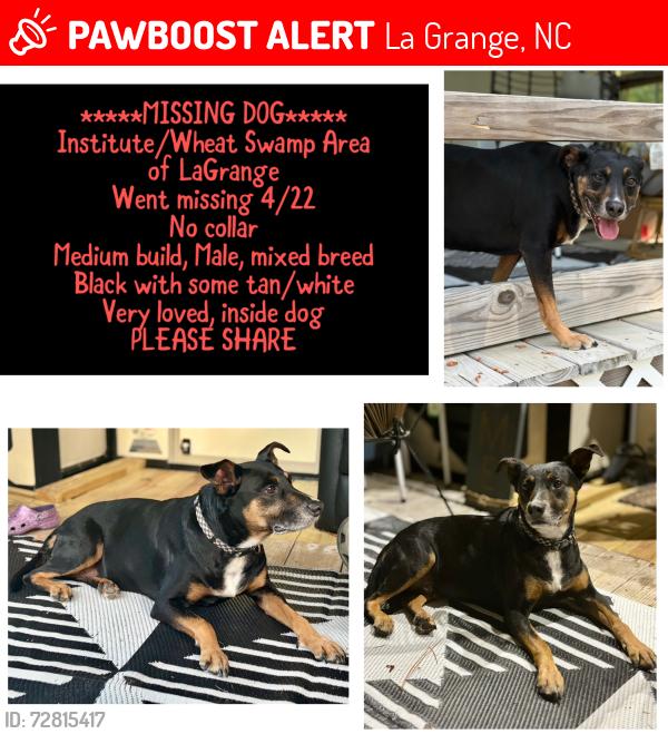 Lost Male Dog last seen Bryan Hardy Rd and Byrd Rd LaGrange NC, La Grange, NC 28551