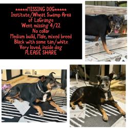 Lost Male Dog last seen Bryan Hardy Rd and Byrd Rd LaGrange NC, La Grange, NC 28551
