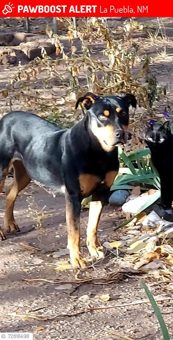 Lost Female Dog last seen Rio Vista Run, La Puebla NM, La Puebla, NM 87532