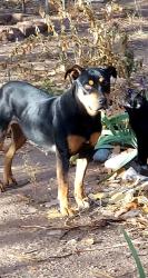 Lost Female Dog last seen Rio Vista Run, La Puebla NM, La Puebla, NM 87532