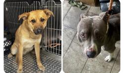 Found/Stray Unknown Dog last seen Gary Animal Control, Gary, IN 46402