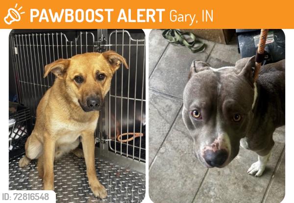 Found/Stray Unknown Dog last seen Gary Animal Control, Gary, IN 46402