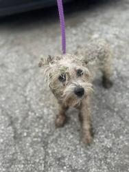 Found/Stray Unknown Dog last seen Gary Animal Control, Gary, IN 46402