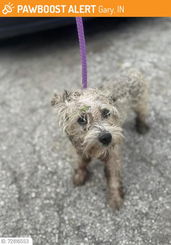 Found/Stray Unknown Dog last seen Gary Animal Control, Gary, IN 46402