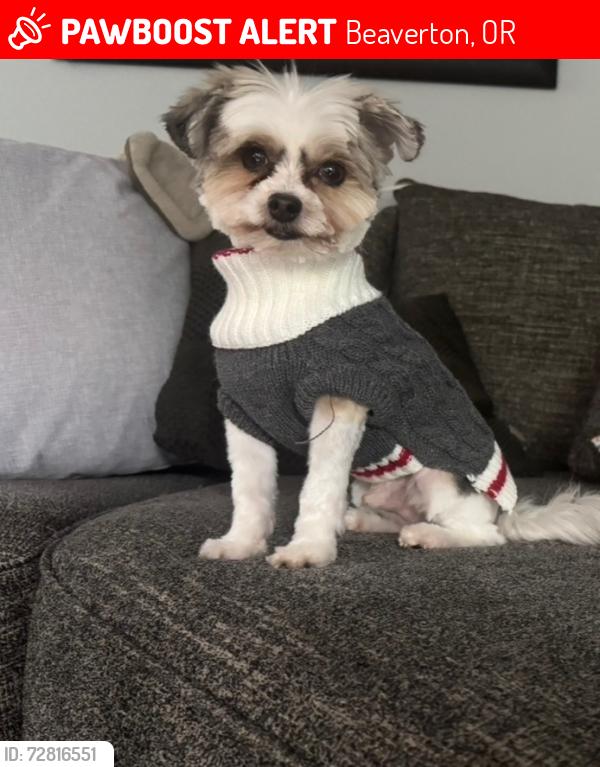 Lost Male Dog last seen 158th and Rigert, Beaverton, OR 97007