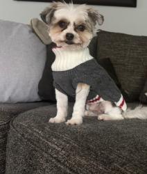 Lost Male Dog last seen 158th and Rigert, Beaverton, OR 97007