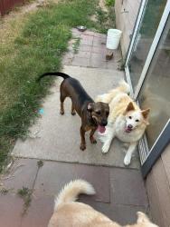 Lost Female Dog last seen Sunny lane, Edinburg, TX 78541