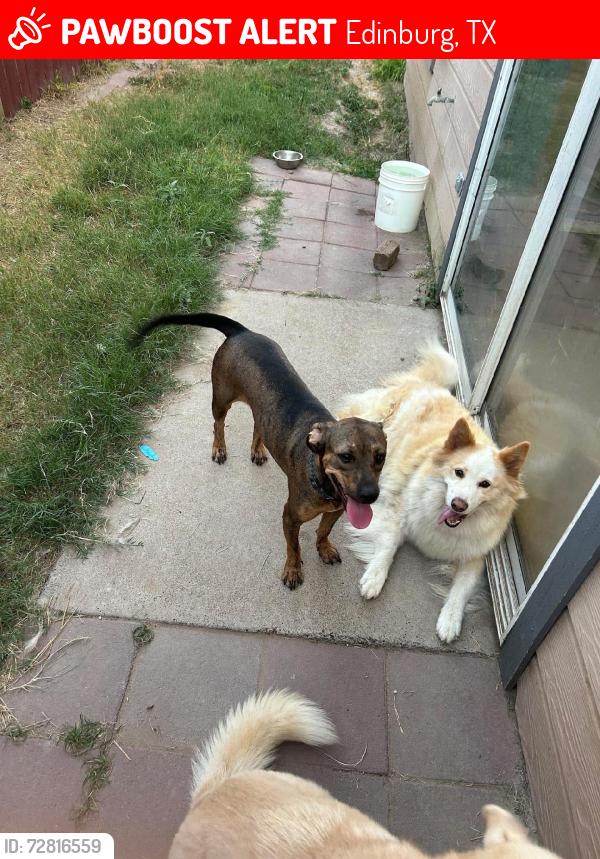 Lost Female Dog last seen Sunny lane, Edinburg, TX 78541