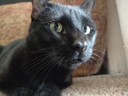 Lost Male Cat last seen 38th & Quail, Wheat Ridge, CO 80033