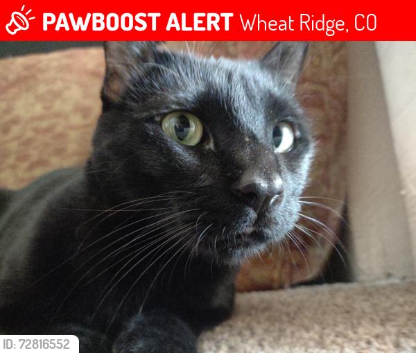Lost Male Cat last seen 38th & Quail, Wheat Ridge, CO 80033