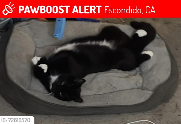 Lost Male Cat last seen Fig st , Escondido, CA 92025