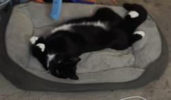 Lost Male Cat last seen Fig st , Escondido, CA 92025