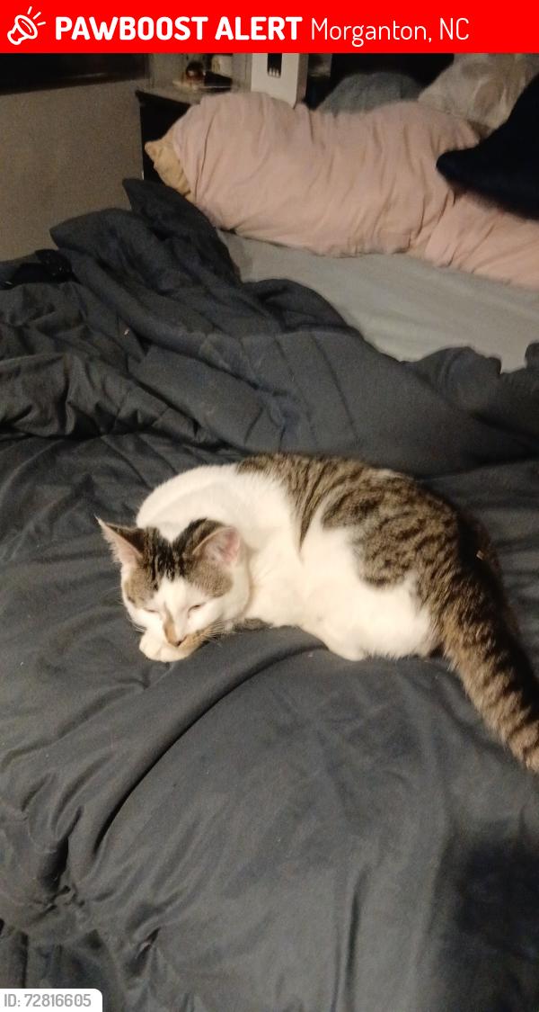 Lost Male Cat last seen 1st street morganton nc, Morganton, NC 28655