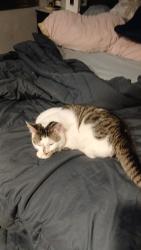 Lost Male Cat last seen 1st street morganton nc, Morganton, NC 28655