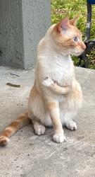 Found/Stray Male Cat last seen SW 81st Terrace, Miramar FL 33025, Miramar, FL 33025
