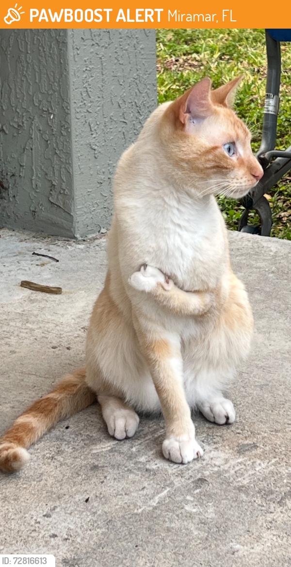 Found/Stray Male Cat last seen SW 81st Terrace, Miramar FL 33025, Miramar, FL 33025