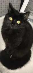 Lost Female Cat last seen Clifford avenue, mortlake green, Mortlake crematorium/cemetery, Greater London, England SW14 7RD
