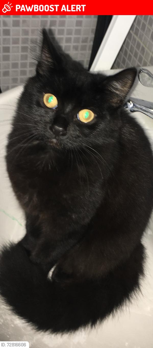 Lost Female Cat last seen Clifford avenue, mortlake green, Mortlake crematorium/cemetery, Greater London, England SW14 7RD