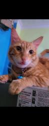 Lost Male Cat last seen Saurabh Vihar, Jaitpur, New Delhi, DL 110044