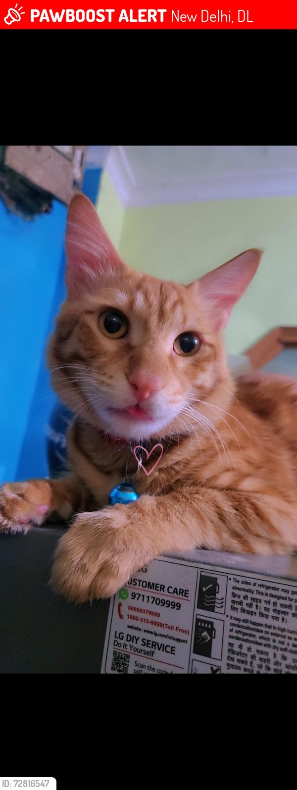 Lost Male Cat last seen Saurabh Vihar, Jaitpur, New Delhi, DL 110044