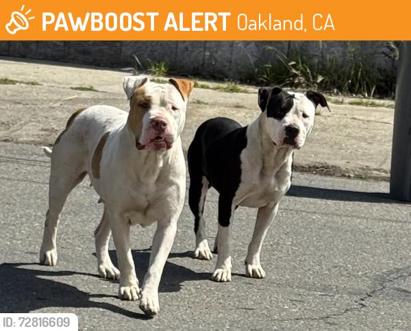 Found/Stray Male Dog last seen 84th and Dowling Street, Oakland, CA 94605