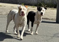 Found/Stray Male Dog last seen 84th and Dowling Street, Oakland, CA 94605
