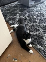 Lost Female Cat last seen Lytchet way, palmers lane ,moorfield  road , Greater London, England EN3 5XZ