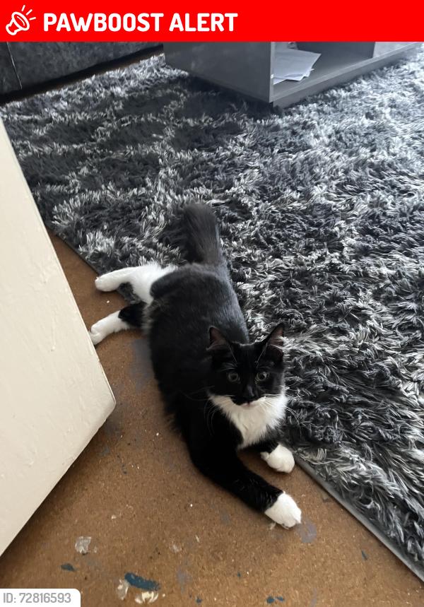 Lost Female Cat last seen Lytchet way, palmers lane ,moorfield  road , Greater London, England EN3 5XZ