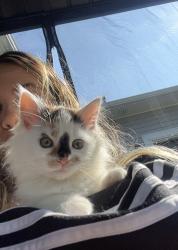 Lost Female Cat last seen Royal Oaks Way, Belnan, NS B2S 2N2
