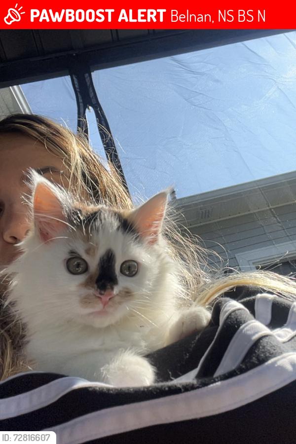 Lost Female Cat last seen Royal Oaks Way, Belnan, NS B2S 2N2