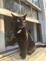 Lost Male Cat last seen S Alvarado Terr SW and Altadena , Atlanta, GA 30311