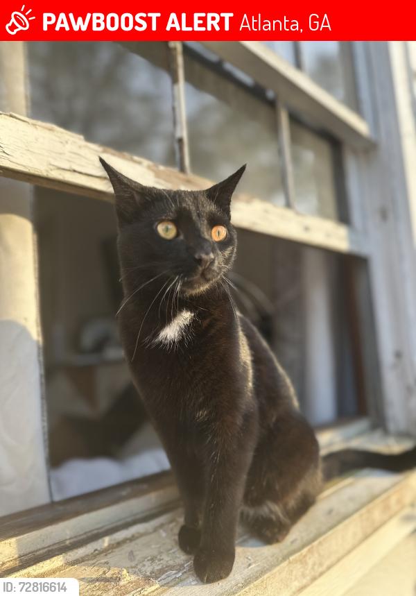 Lost Male Cat last seen S Alvarado Terr SW and Altadena , Atlanta, GA 30311
