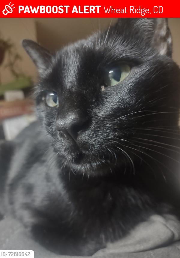 Lost Male Cat last seen WEST 38TH AVE & QUAIL ST, WHEATRIDGE CO 80033, Wheat Ridge, CO 80033