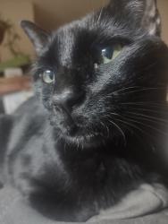 Lost Male Cat last seen WEST 38TH AVE & QUAIL ST, WHEATRIDGE CO 80033, Wheat Ridge, CO 80033