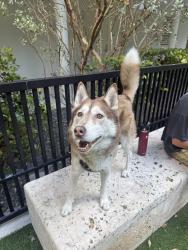 Found/Stray Male Dog last seen 20th and Collins , Miami Beach, FL 33139