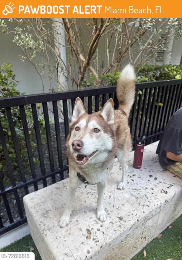 Found/Stray Male Dog last seen 20th and Collins , Miami Beach, FL 33139